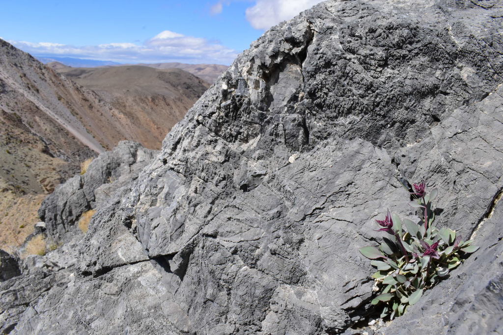 Penstemons (desert types) (Penstemon (arid-adapted species))