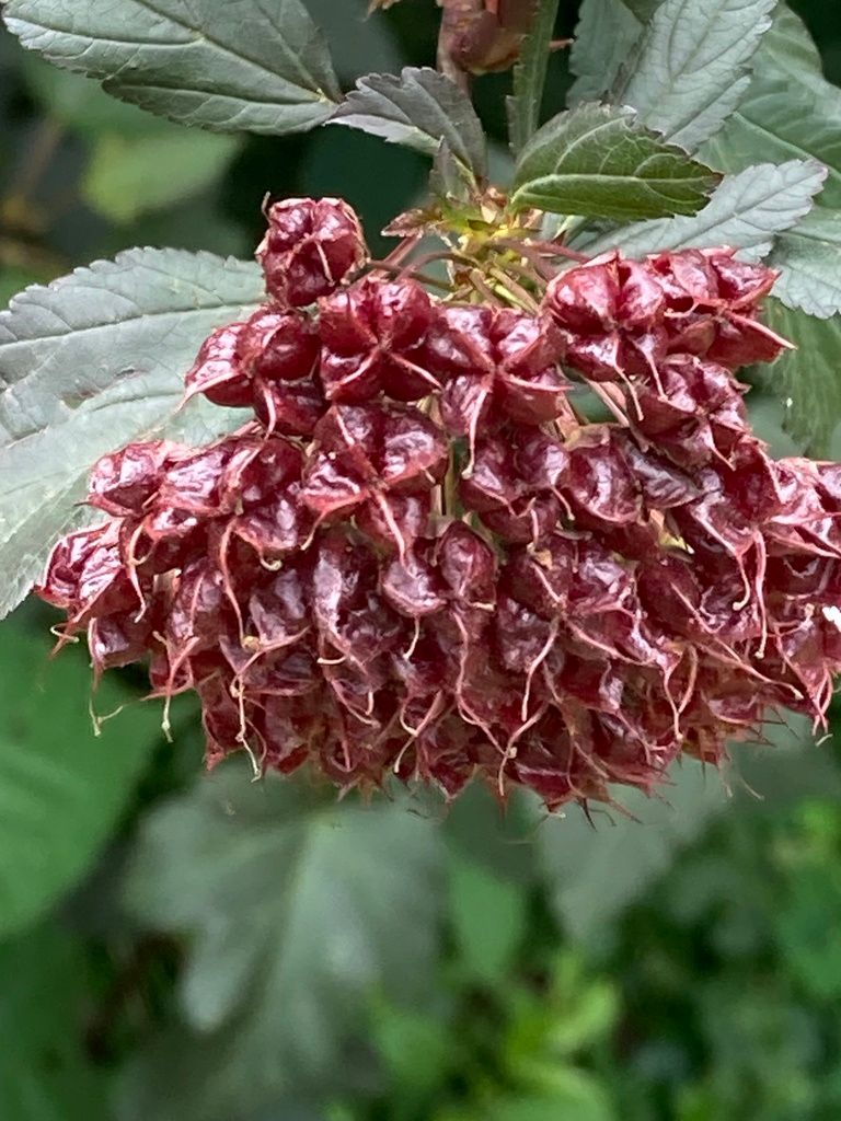 Ninebark (Physocarpus spp.)