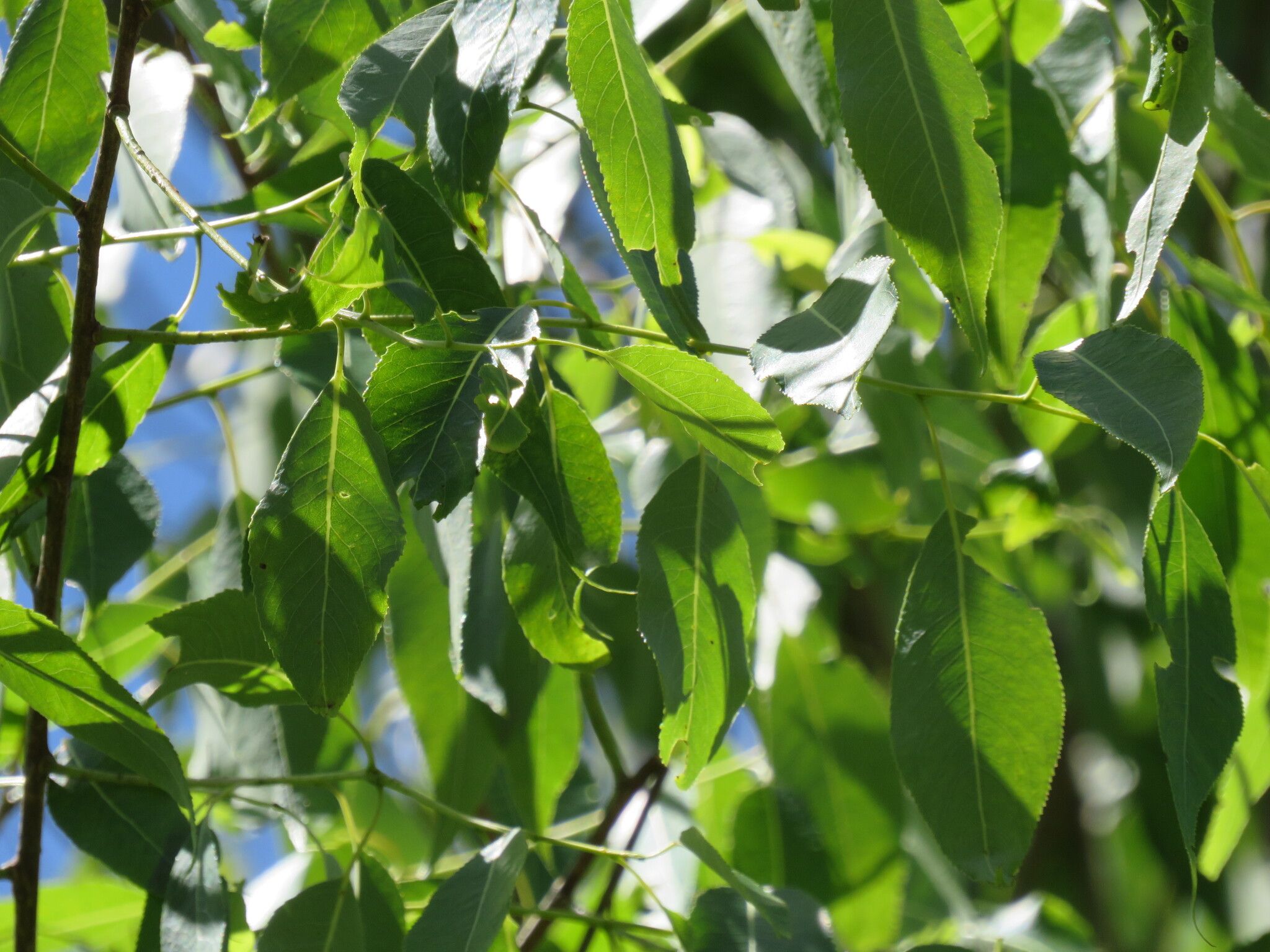 Willows (*Salix* spp.)