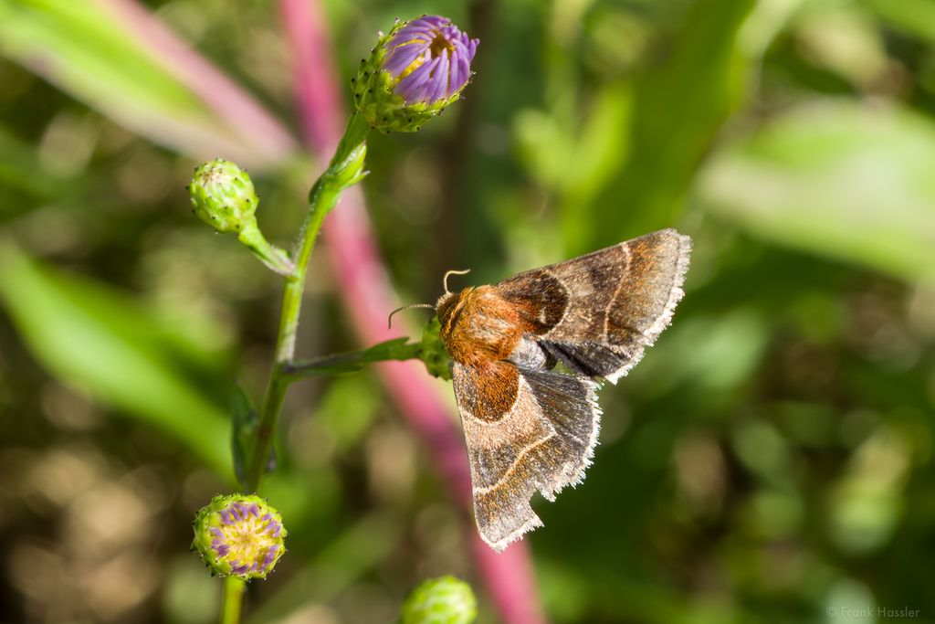 Southeastern Wisconsin Till Plains