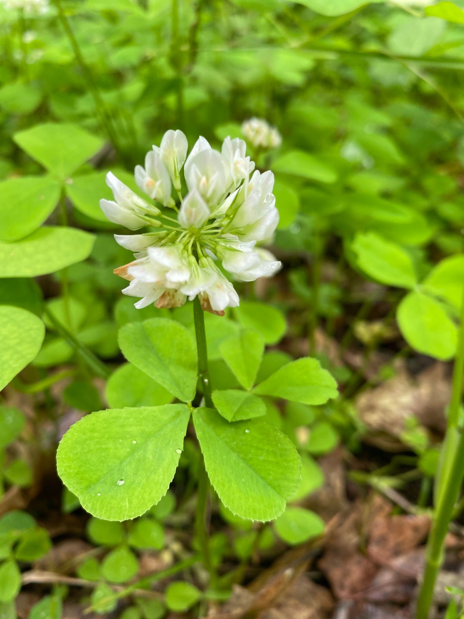 Clovers (*Trifolium* spp.)