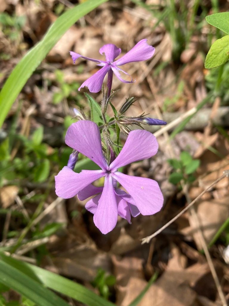 Phloxes (*Phlox* spp.)