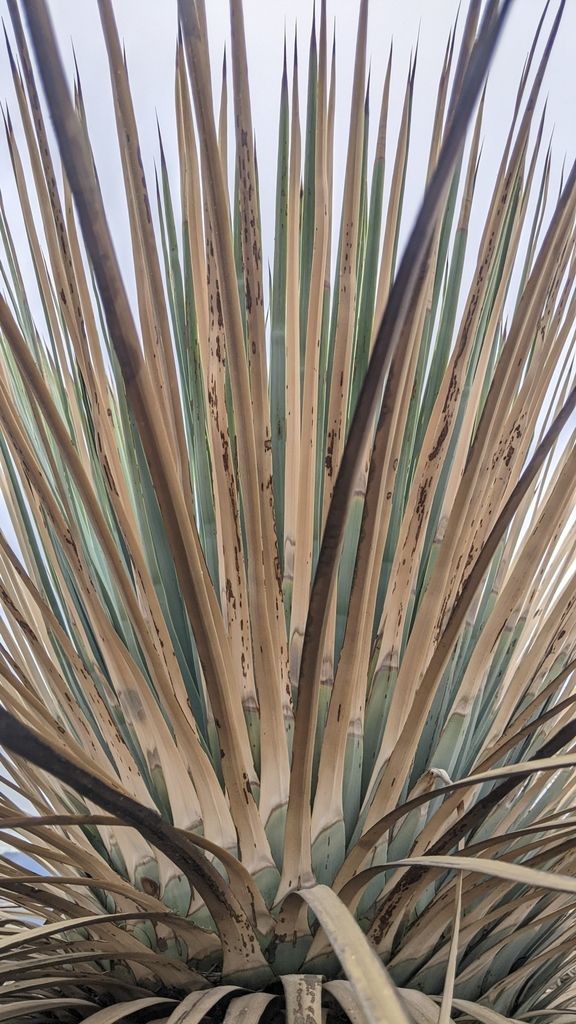 Yucca (Yucca (genus))