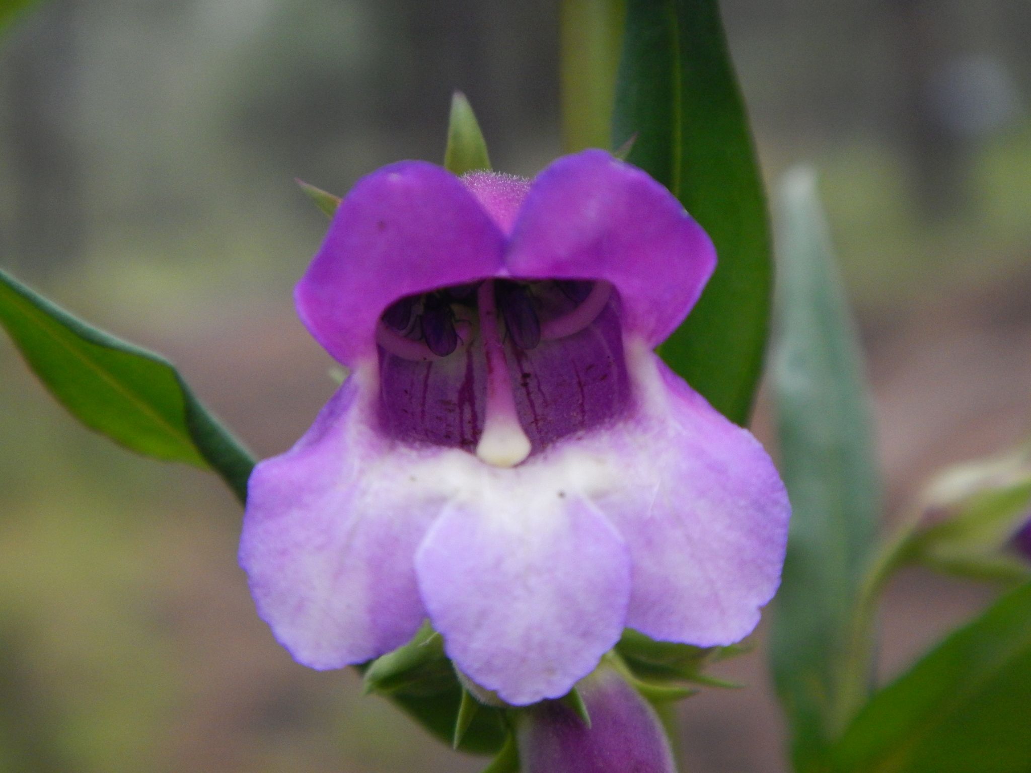 Beardtongues (*Penstemon* (Mexico spp.))