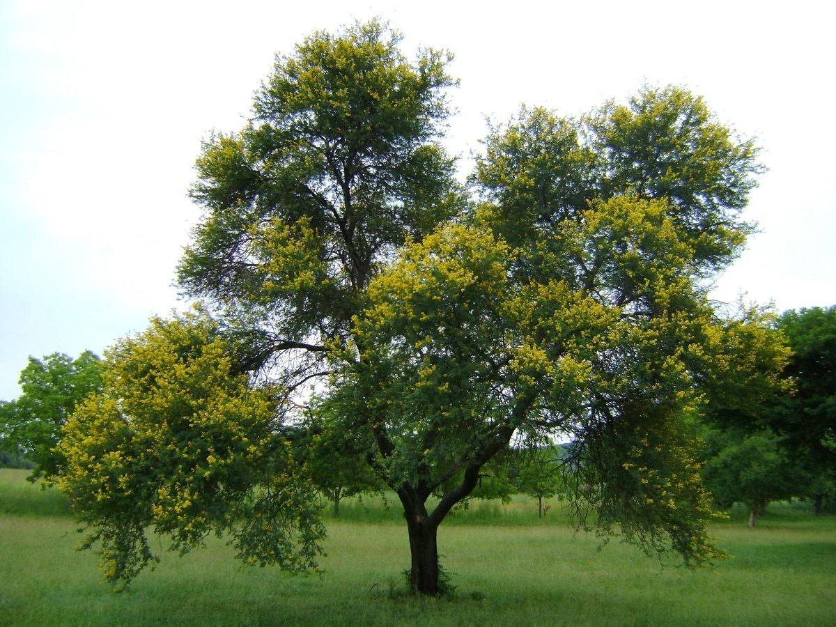 Acacias (*Vachellia* spp. & *Senegalia* spp.)