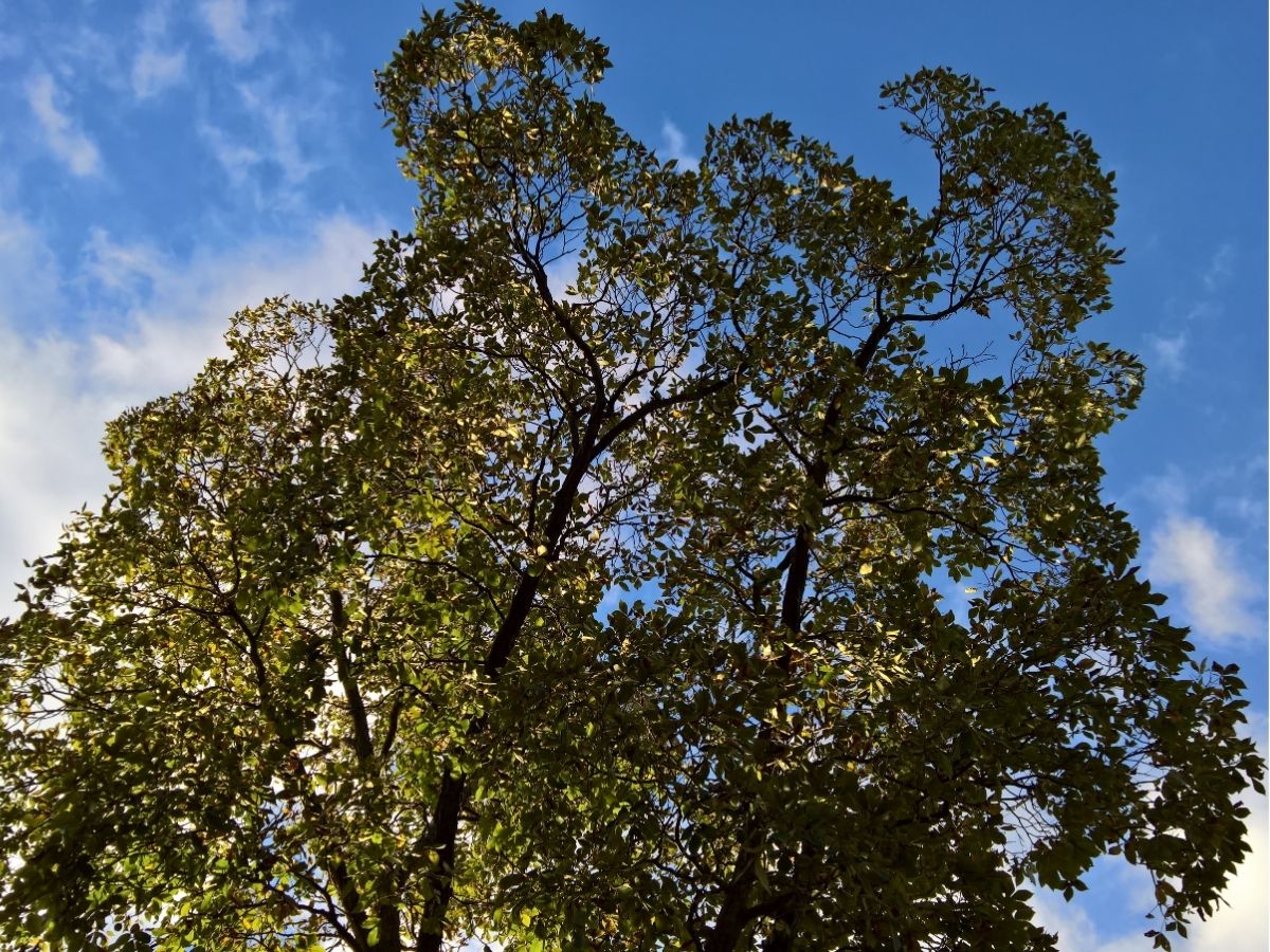 trees-hickories (2).jpg