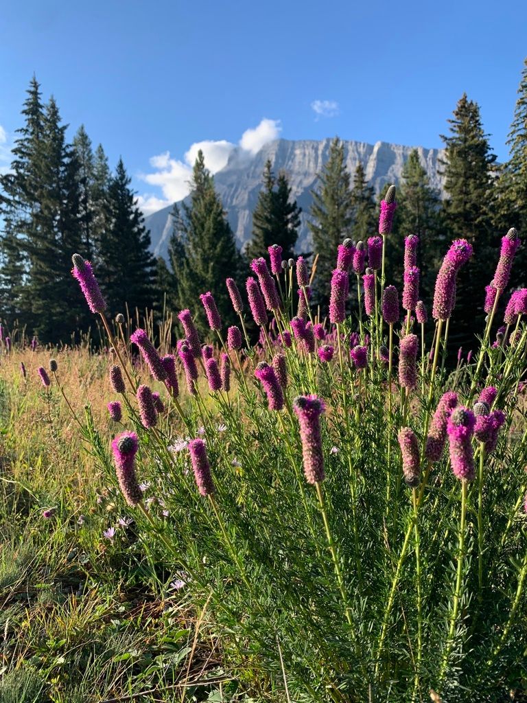 Prairie clovers (*Dalea* spp.)