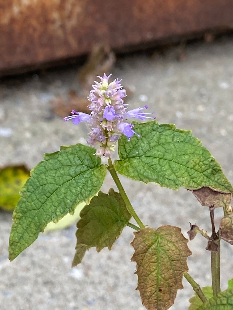 Anise hyssops (Agastache (native species))