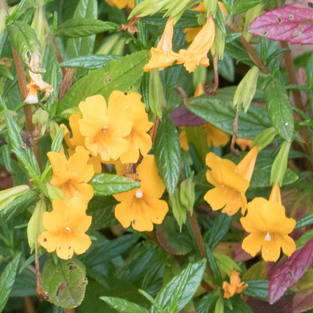 Monkeyflowers (Mimulus spp. & Erythranthe spp.)