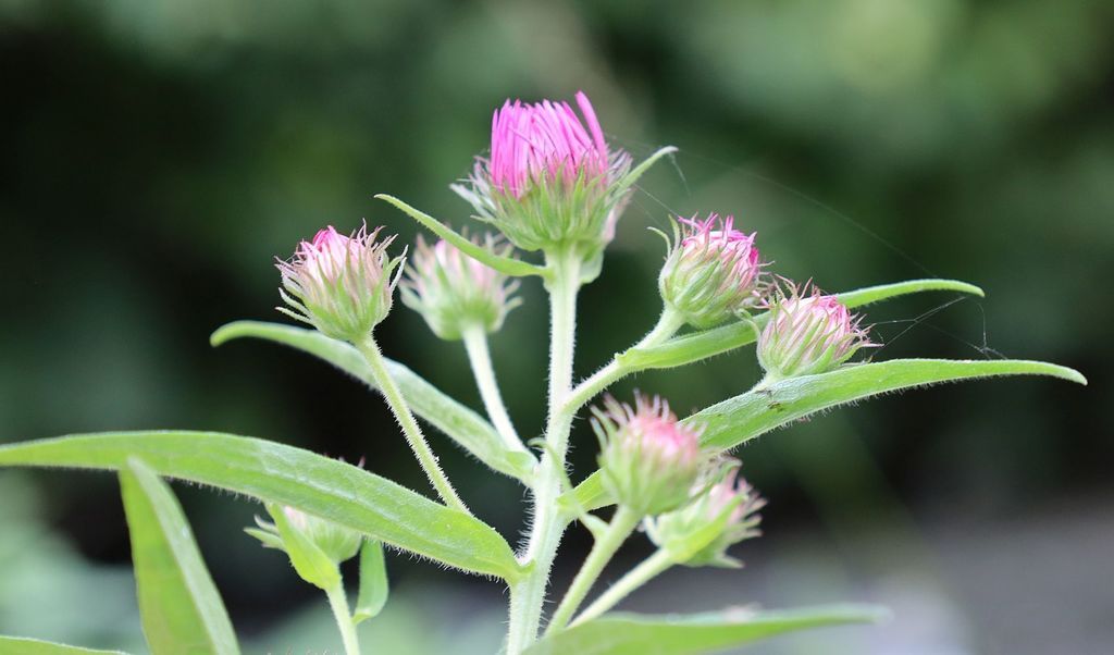 Asters (Symphyotrichum spp.)
