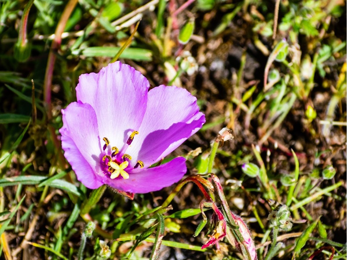 wildflowers-annuals-biennials-clarkias (5).jpg