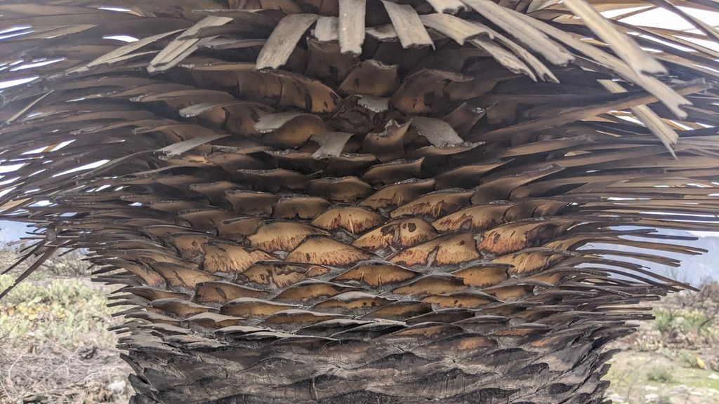 Yucca (Yucca (genus))