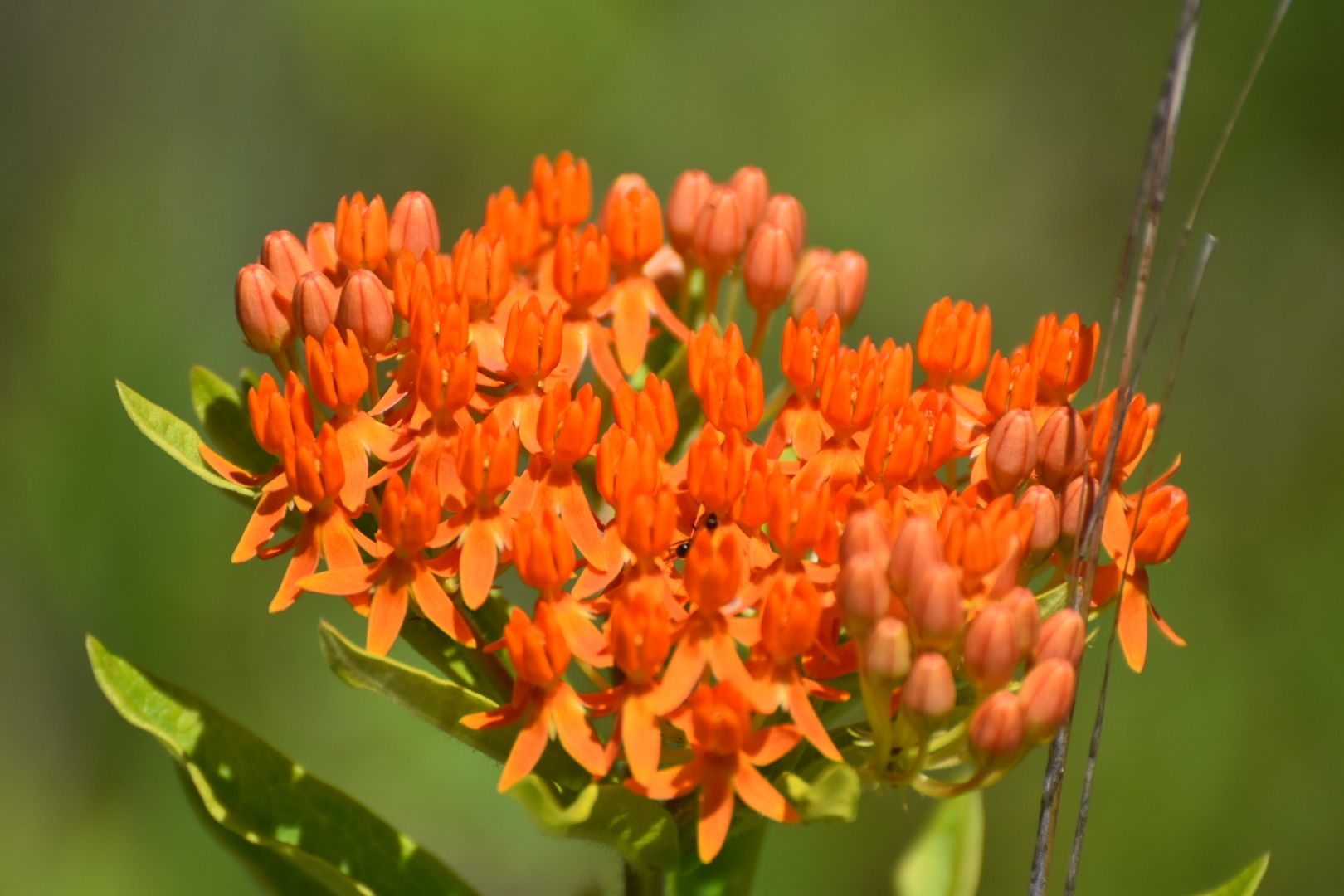 Butterfly weeds (*Asclepias* (upland species))