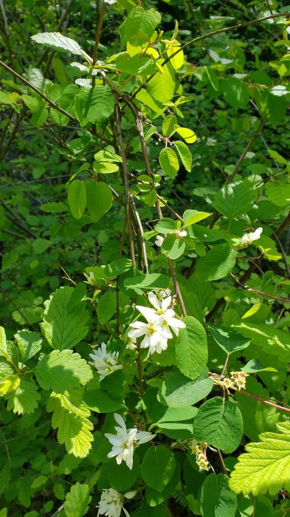 Serviceberries (Amelanchier (genus))