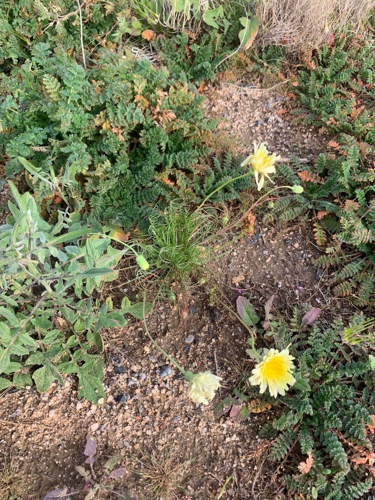 Desert dandelion relatives (Malacothrix (and allies))