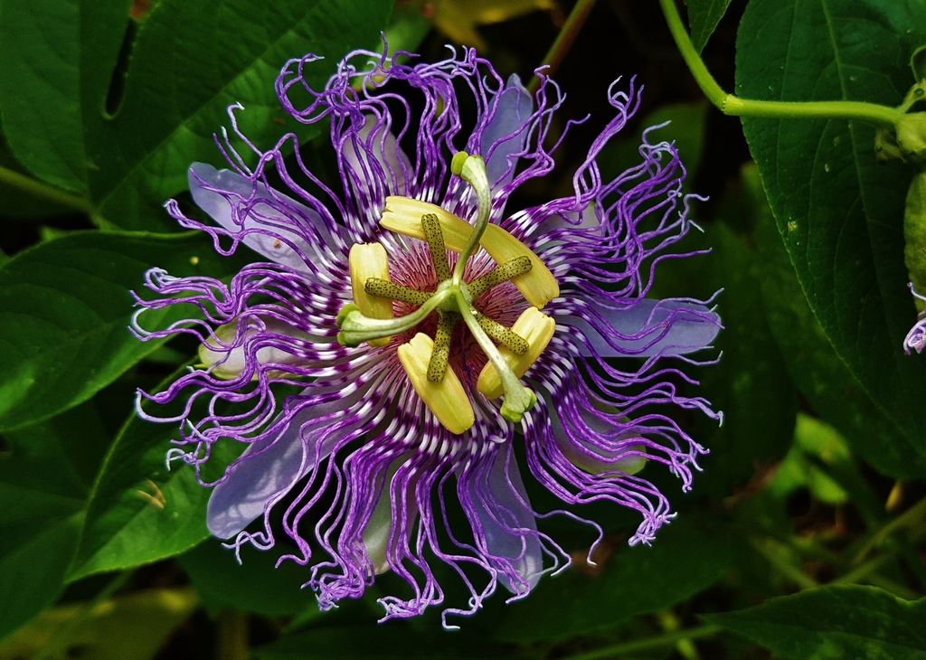 Passionflowers (*Passiflora* spp.)