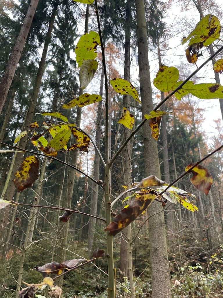 Willows (Salix spp.)