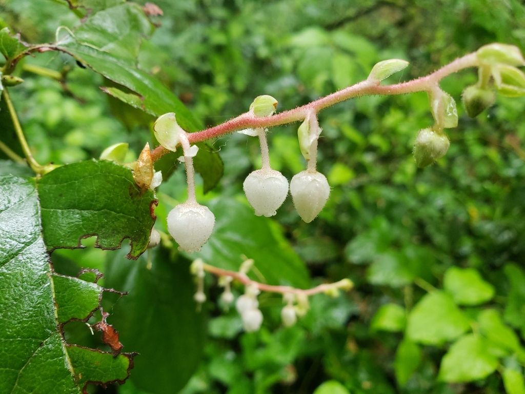 Salal (Gaultheria shallon)