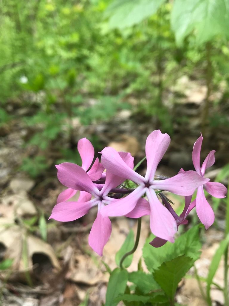 Phloxes (Phlox spp.)