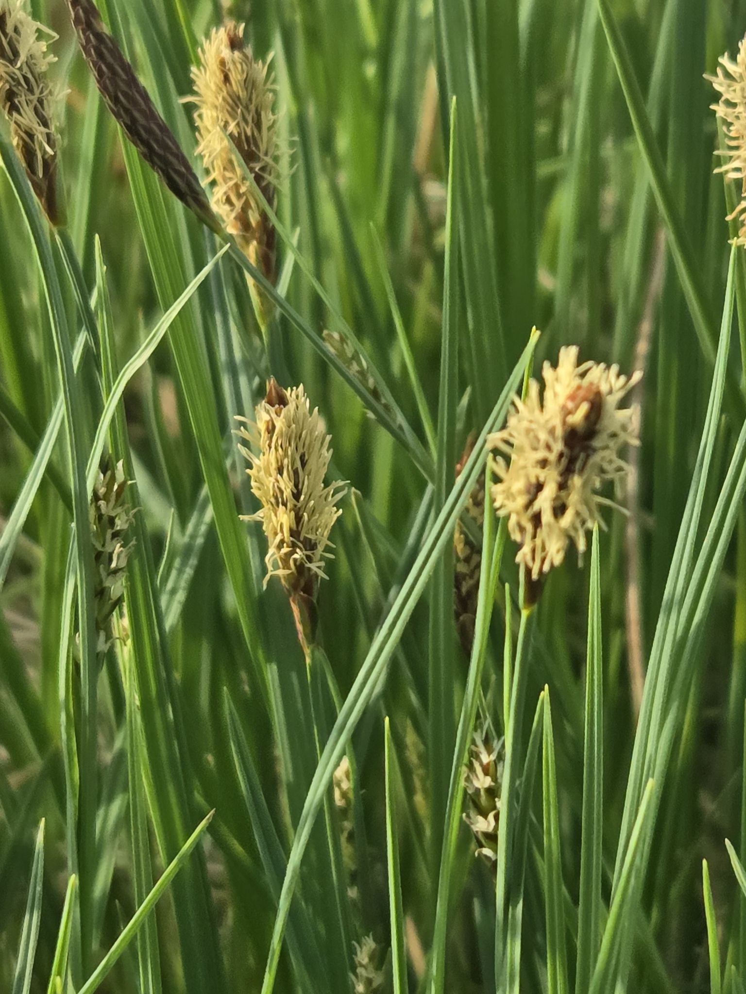 Sedges (*Carex* (genus))