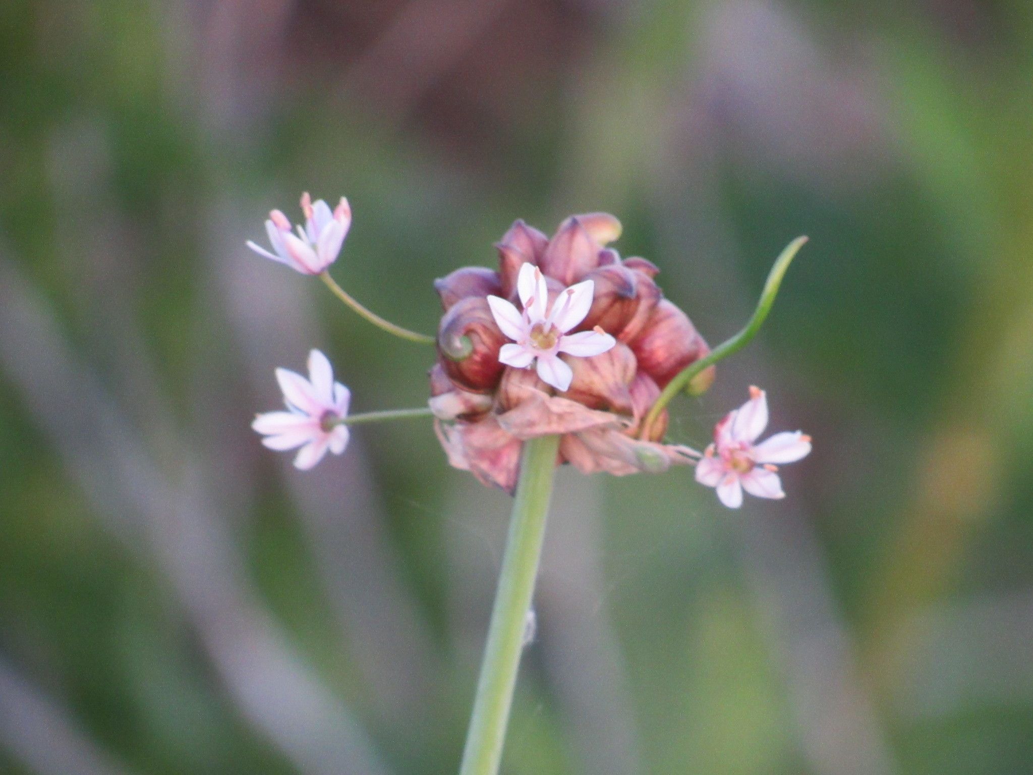 Wild onions (*Allium* (native species))