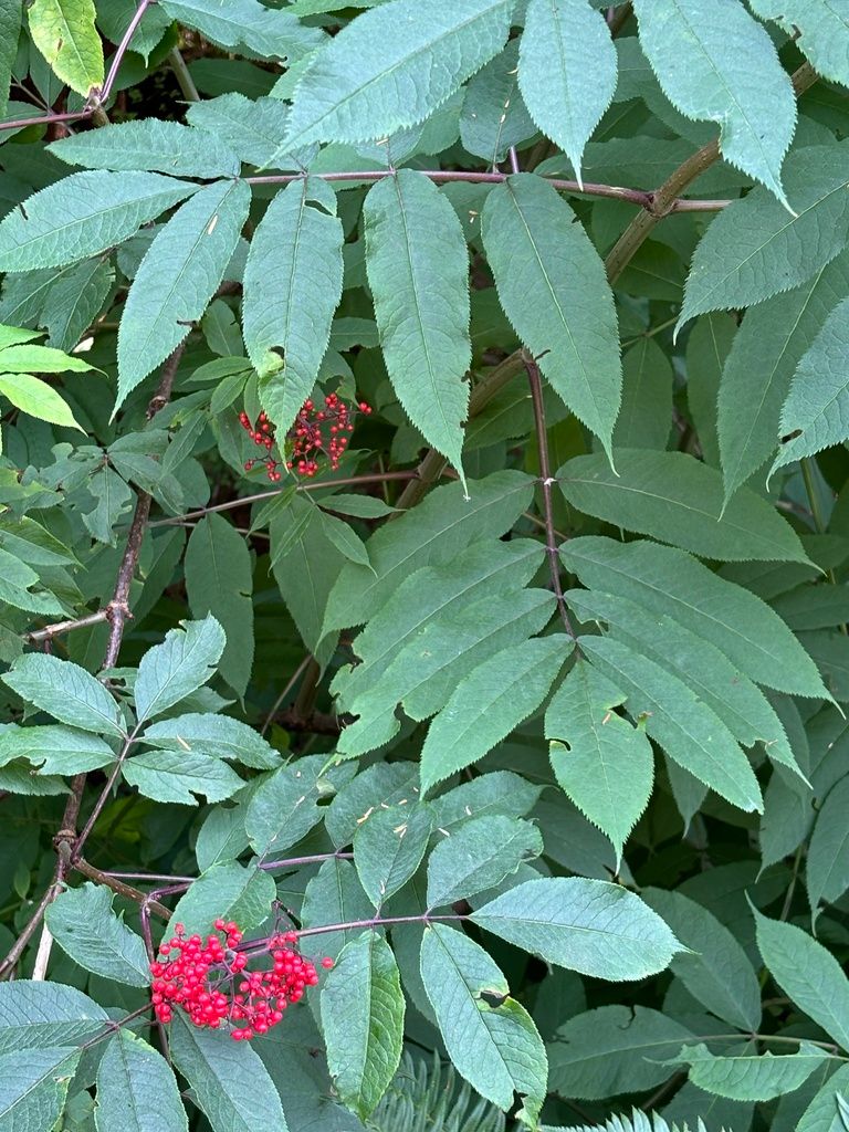 Elderberries (Sambucus spp.)
