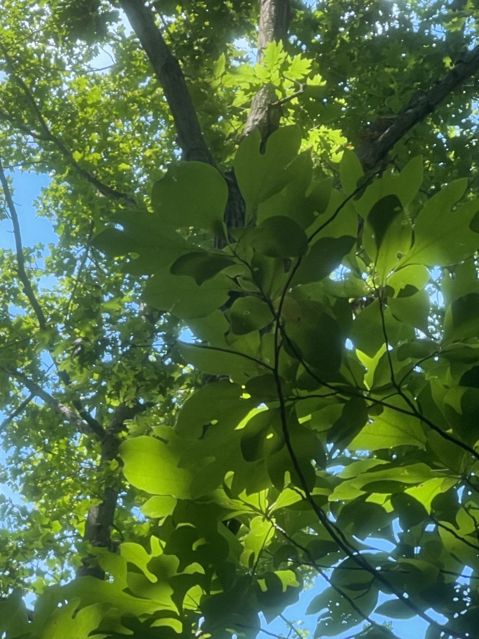 Sassafras (*Sassafras* spp.)