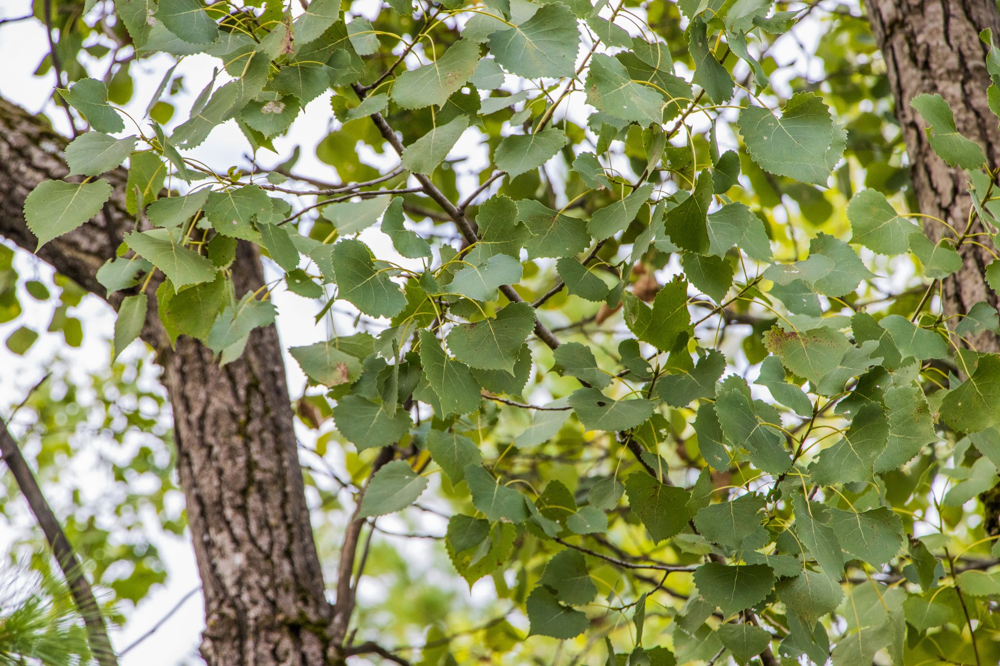Poplars, aspens & cottonwoods (*Populus*)