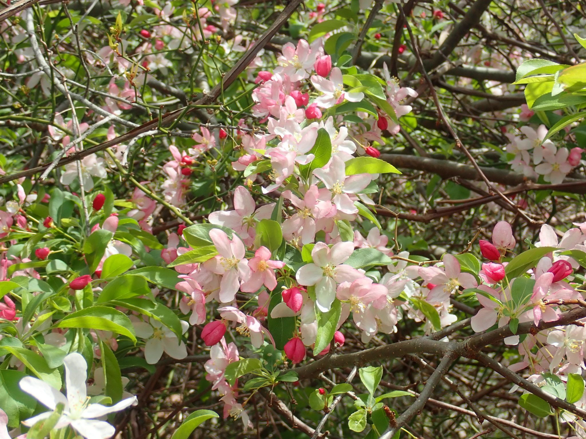 Apples & crabapples (*Malus* spp.)