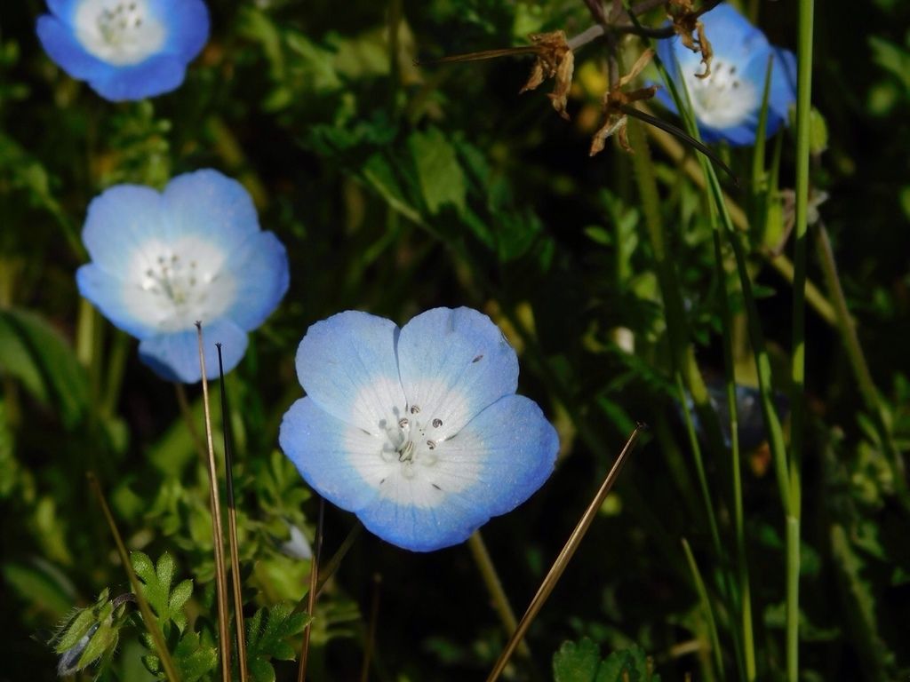 Nemophilas (Nemophila (genus))