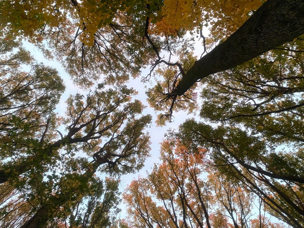 Sweetgum (Liquidambar styraciflua)