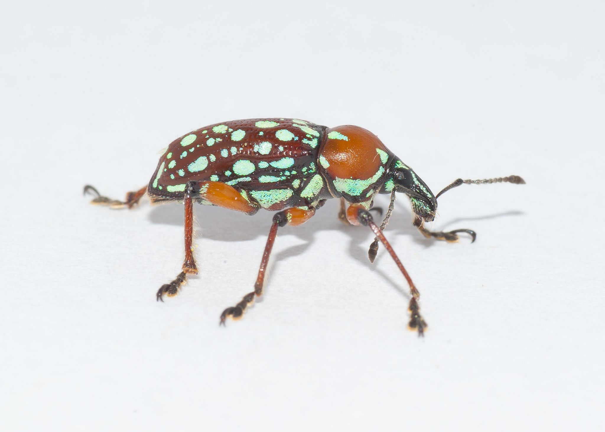 Weevils (some flower weevils) (Family Curculionidae)