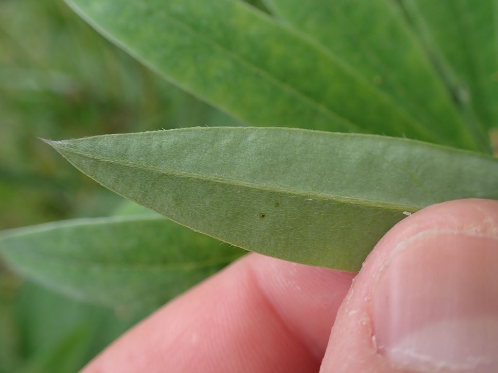 Desert lupines (Lupinus (arid-adapted species))