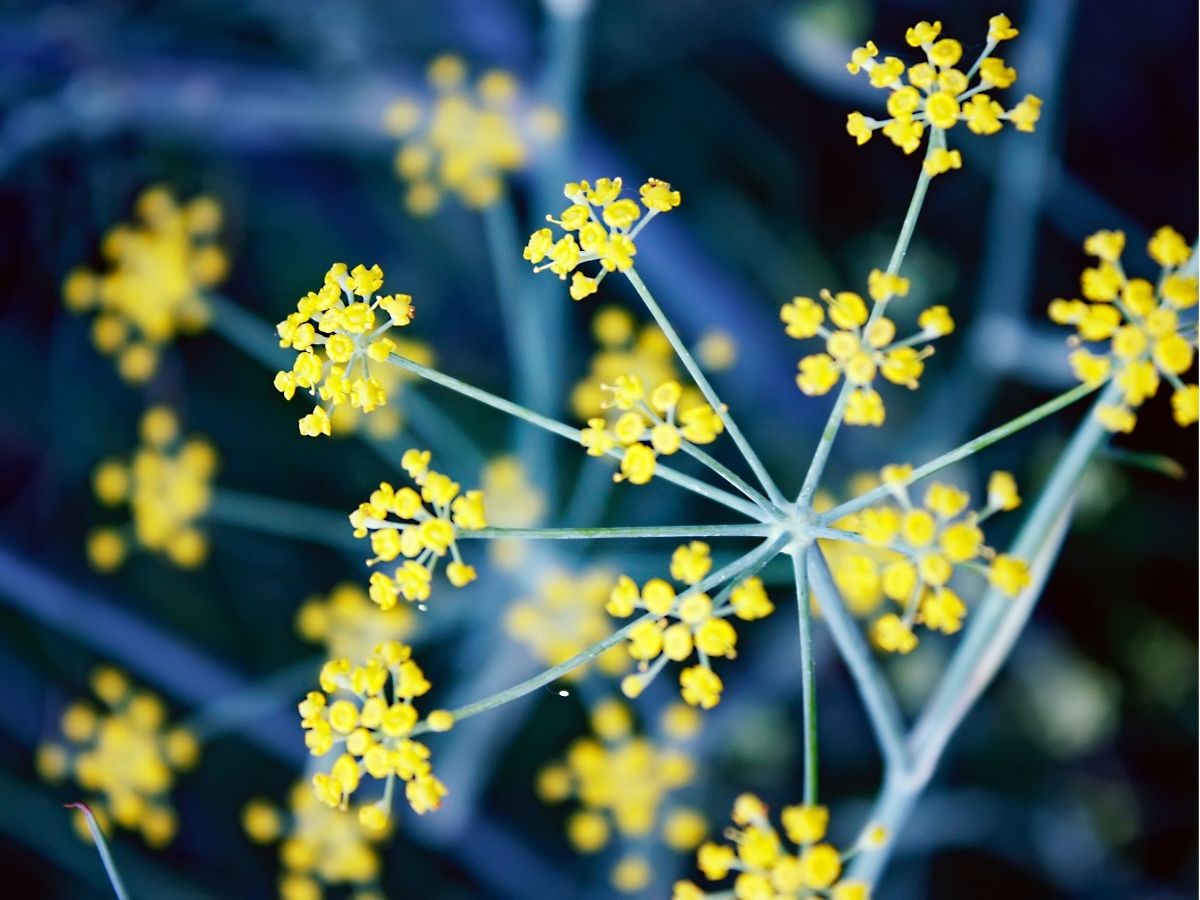 wildflowers-herbaceous-perennials-golden-alexanders (2).jpg