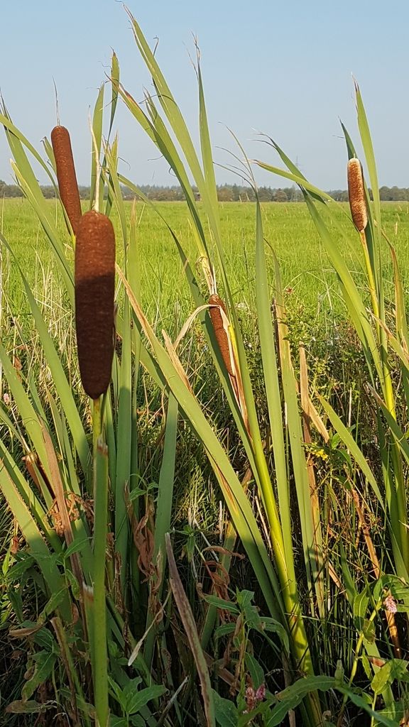 Cattails (Typha spp.)