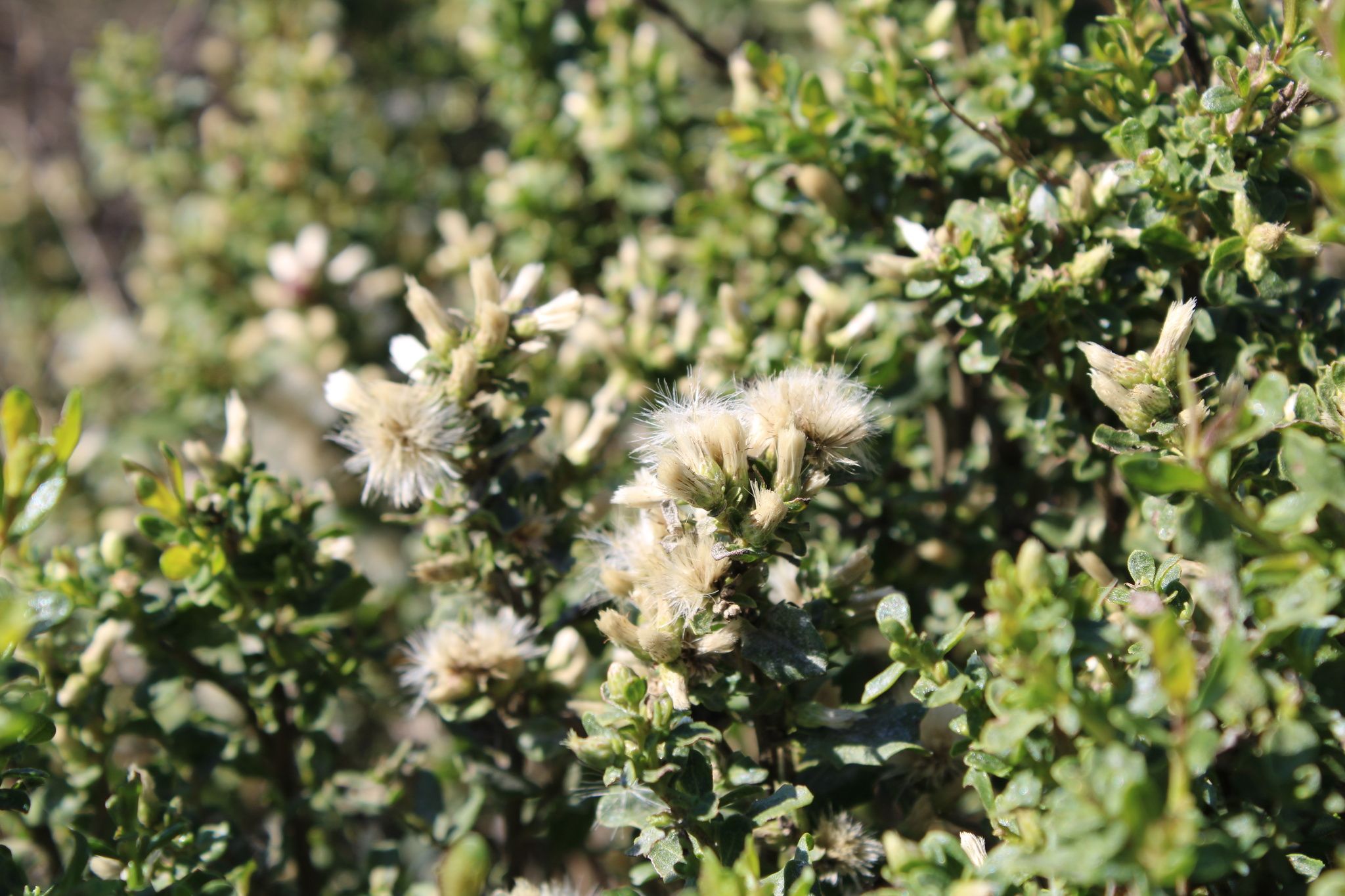 Baccharis (*Baccharis* spp.)