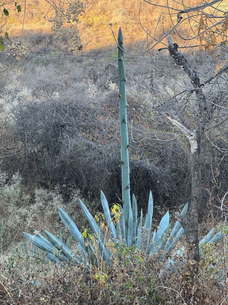 Agaves (Agave (genus))