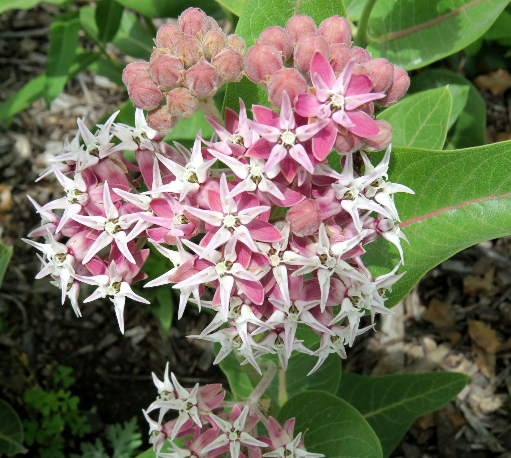 Milkweeds (*Asclepias* (genus))