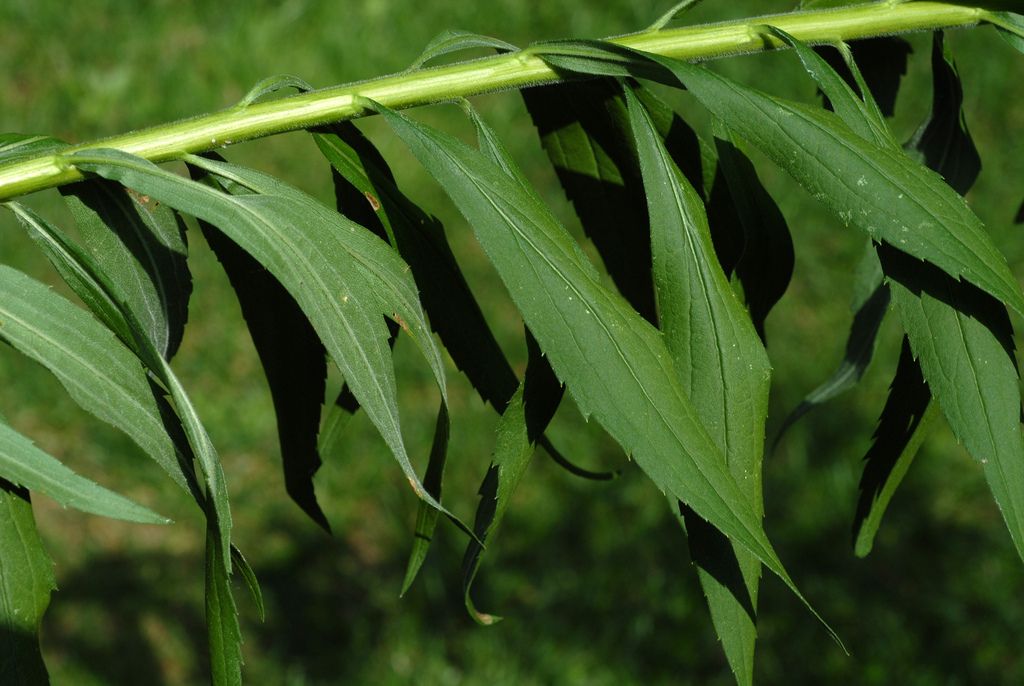 Goldenrods (Solidago spp.)