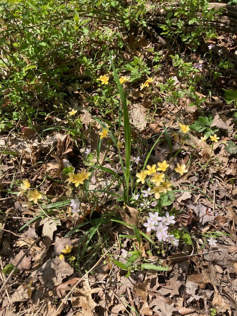 Spring beauties (Claytonia (genus))