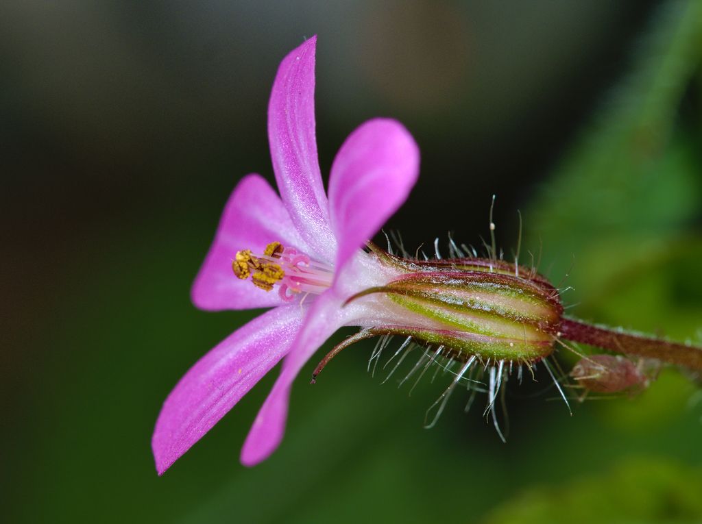 Wild geraniums (Geranium (genus))