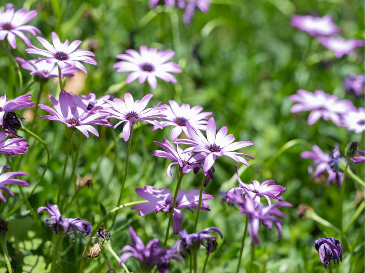 F_wildflowers-annuals-biennials-spring-desert-annuals-mixed (4).jpg