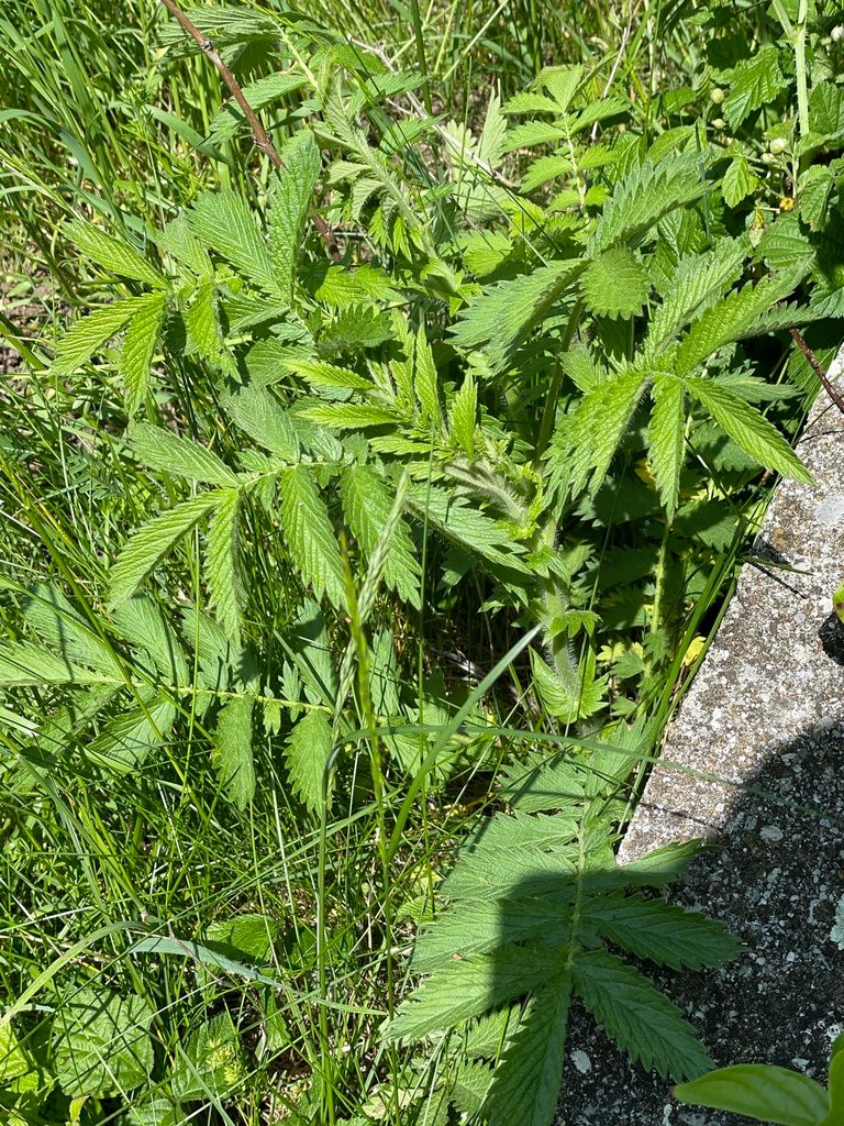 Agrimony (Agrimonia spp.)