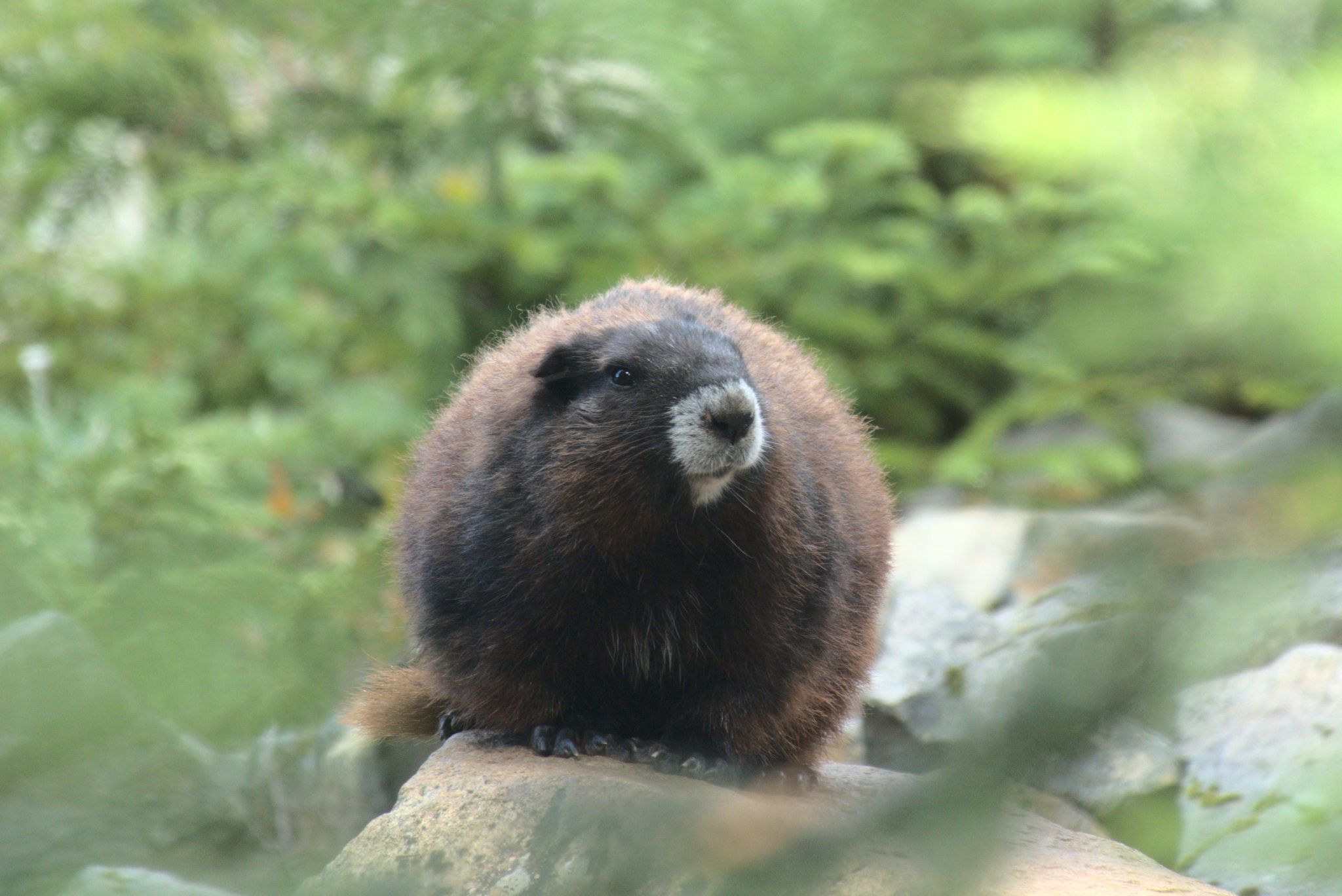 Small mammals that can pollinate (Varies (region-dependent))