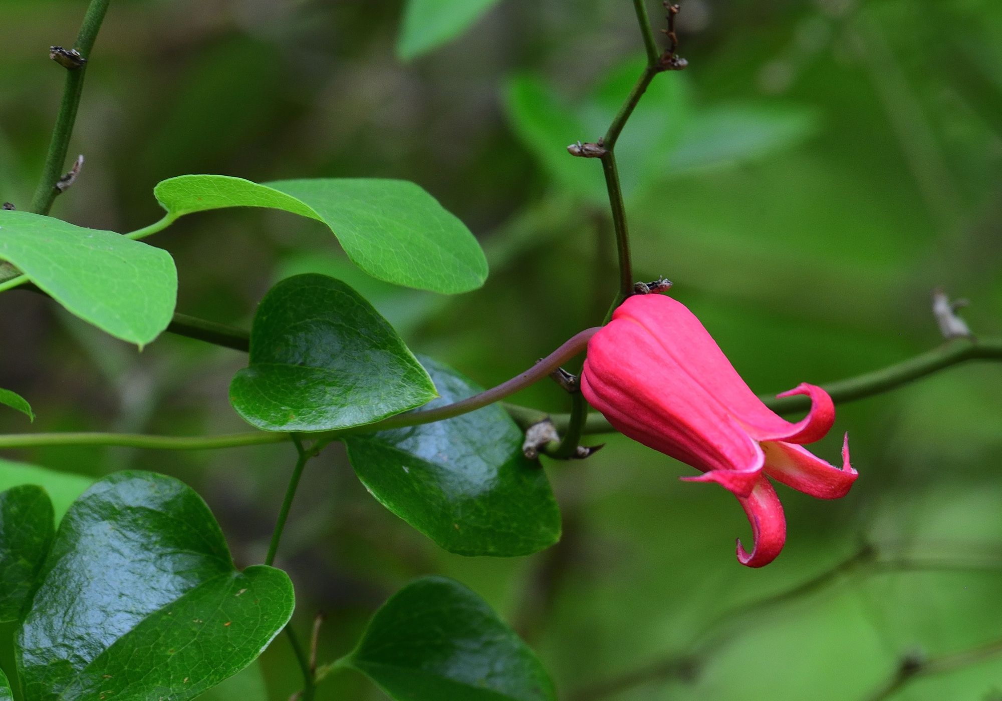 Clematis (*Clematis* (native species))