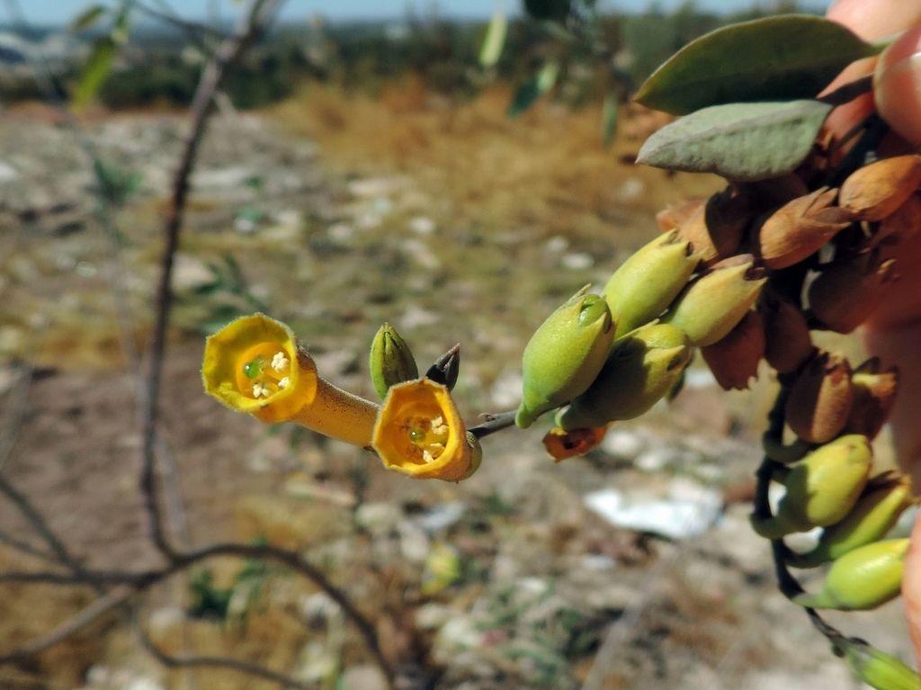 Evening-scented tobaccos (native) (Nicotiana (native species))