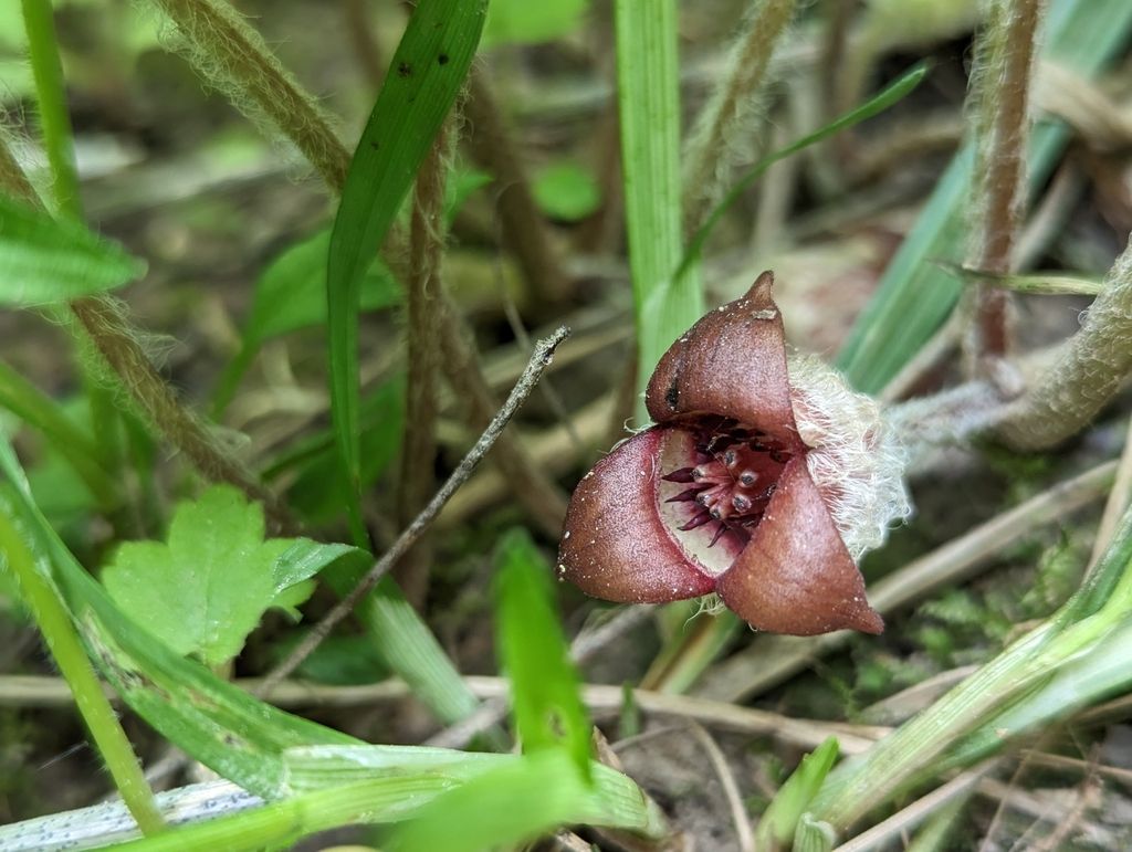 Wild gingers (Asarum (genus))