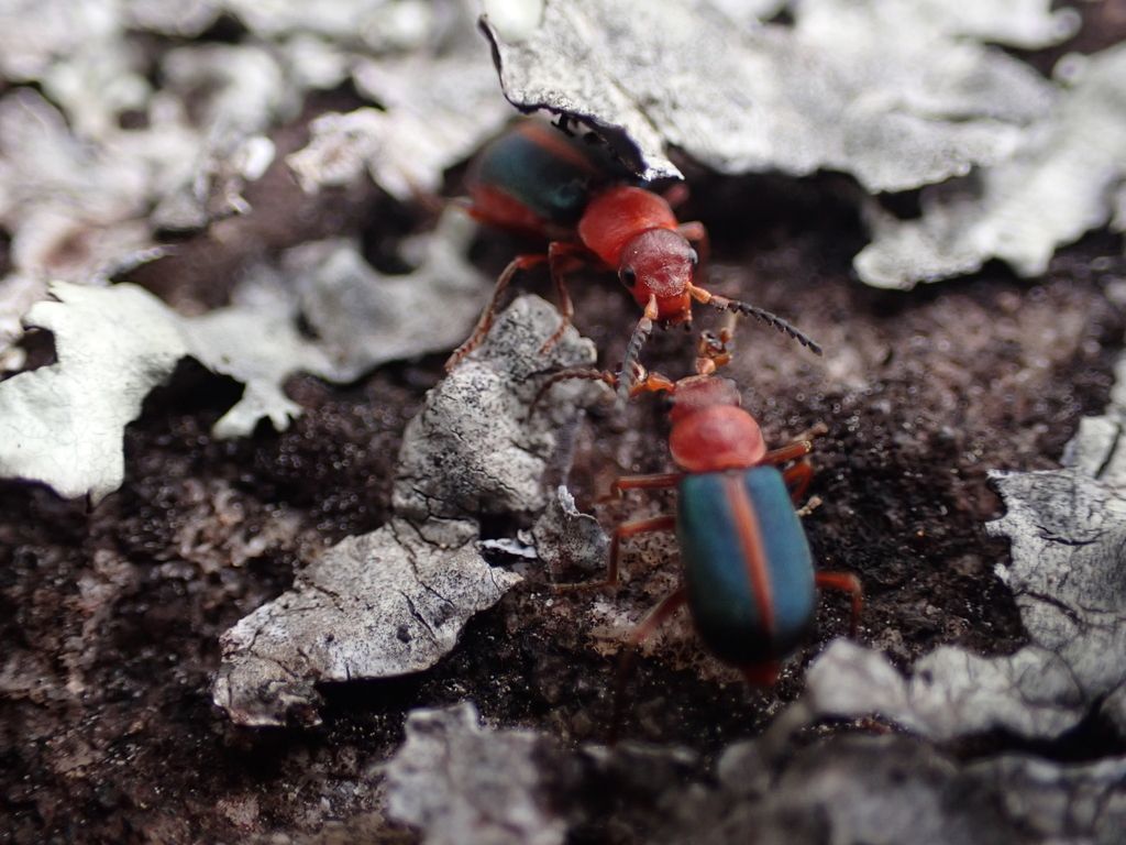 Soft-winged flower beetles (Family Melyridae)