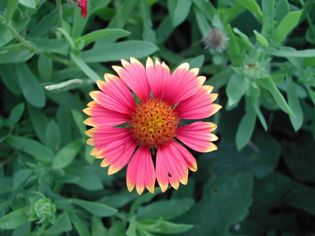 Blanketflowers (*Gaillardia* spp.)