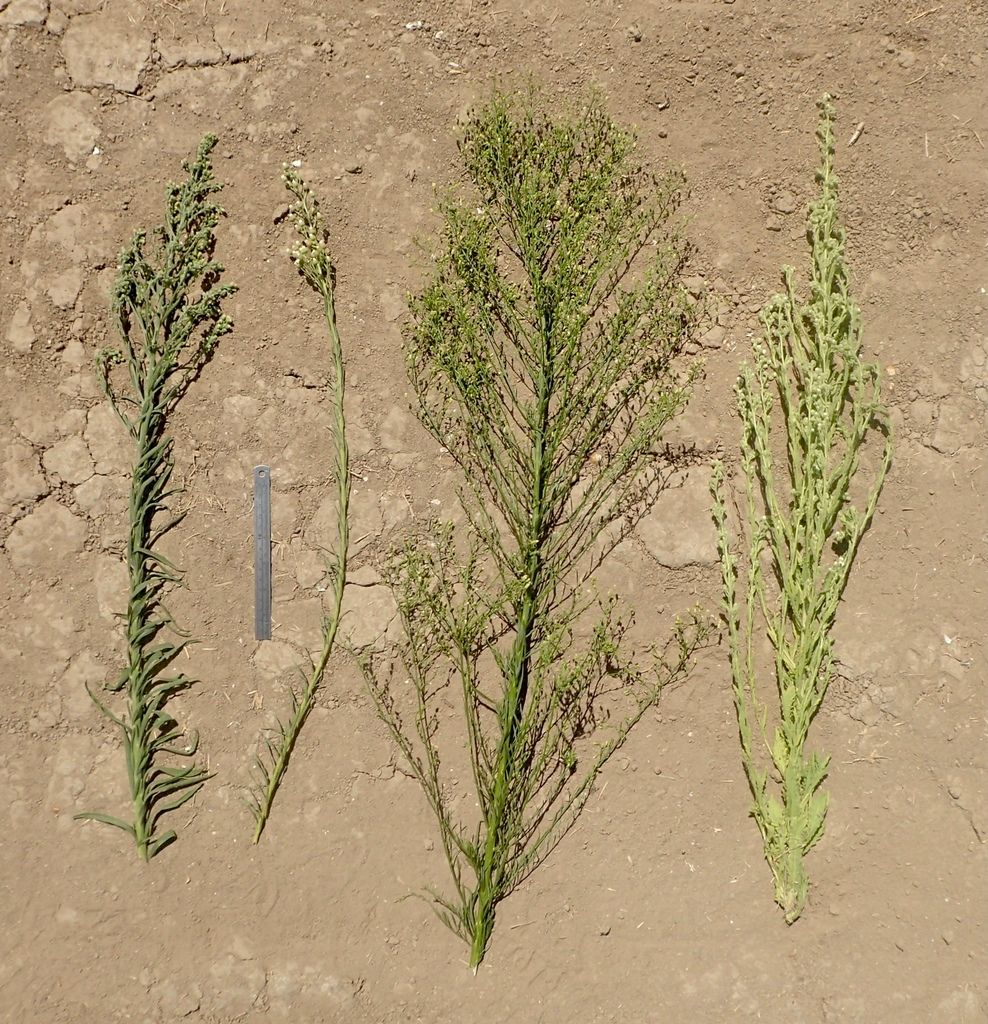 Fleabanes (Erigeron spp.)